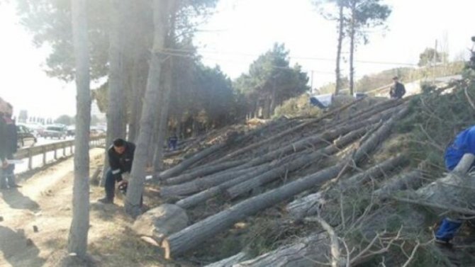 Bakıda yaşıllıqlara 13 min manatdan çox ziyan dəyib - Dövlət Xidməti